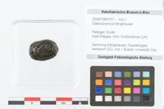Foto (Objekt + Etikett) von Elaeis eocenica Ettingshausen (NHMW-GEO-2024-0188-9157)